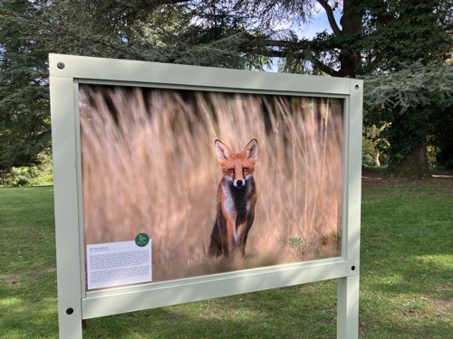 Outdoor display board showing a large photograph of a red fox standing alert in tall, golden grass, with trees and a grassy park area in the background.